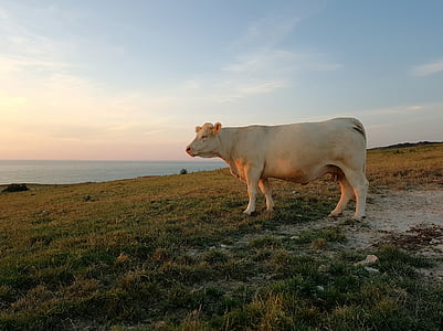 vacă, carne de vită, animale, peisaj, coasta, Normandia, Franţa