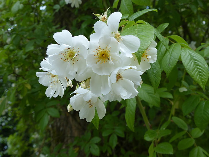 češnjev cvet, japonščina, bela, drevo
