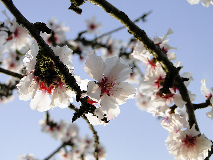 migdolų žydėjimas, frühlingsanfang, žydinčių šakelė, pavasarį, pavasario pabudimo, gėlės, migdolo medis