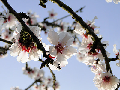 almond blossom, frühlingsanfang, flowering twig, spring, spring awakening, flowers, almond tree