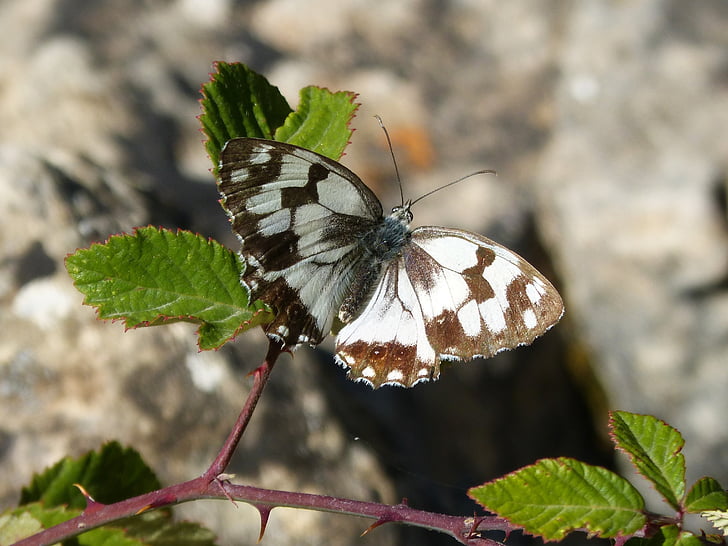 butterfly, melanargia lachesis, medioluto iberian, escac ibèric, blackberry, close-up, one animal