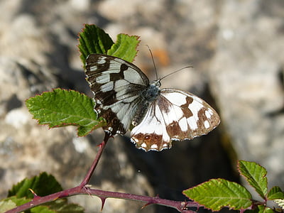 motýl, Melanargia lachesis, medioluto Iberský, escac ibèric, Ostružina, detail, jedno zvíře