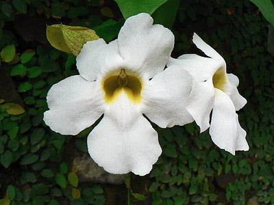 Куба, бели цветя, тропиците, мирис, опрашване, ботаника