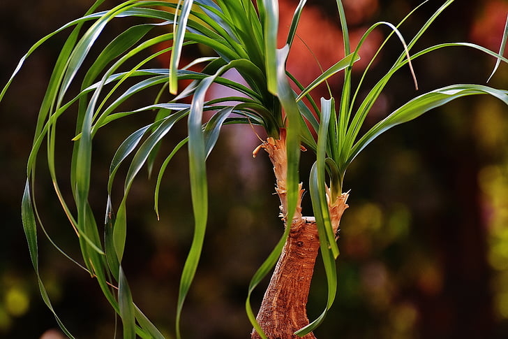 planta de cola de caballo, Beaucarnea guatemalensis, México, maceta, planta verde, planta en maceta, naturaleza