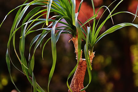 planta de cola de caballo, Beaucarnea guatemalensis, México, maceta, planta verde, planta en maceta, naturaleza