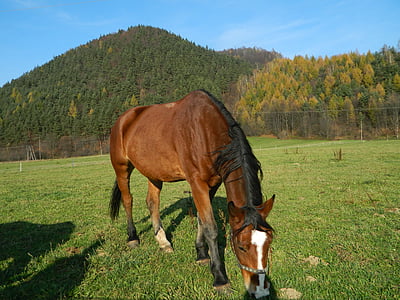 hevonen, laidunmaan, niitty, hevonen, ruoho, ruskea