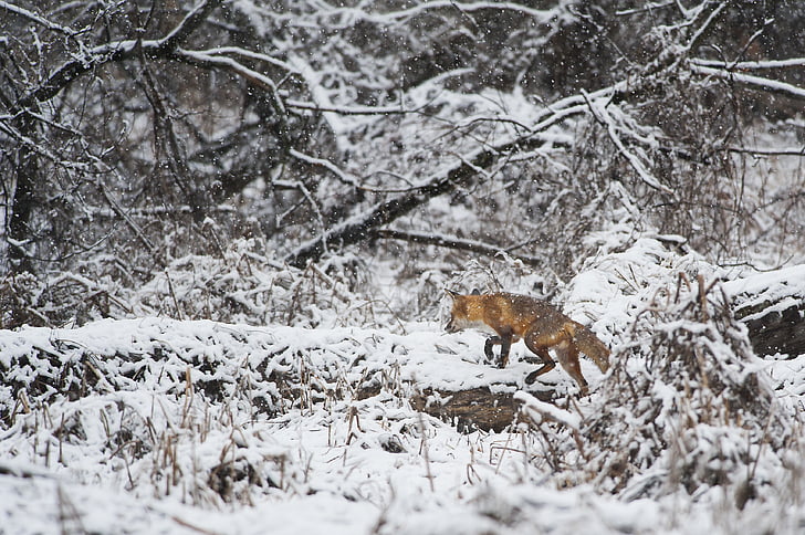 gris, Fox, caminando, nieve, cubierto, tierra, durante el día