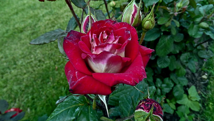 rosa roja, flores, Bud
