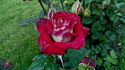 czerwona róża, kwiaty, Pączek