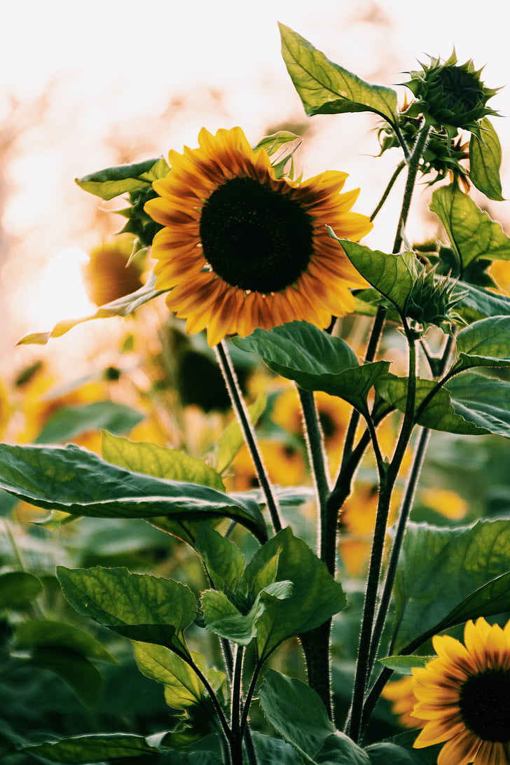 selektif, fokus, fotografi, bunga matahari, mekar, kelopak bunga, daun