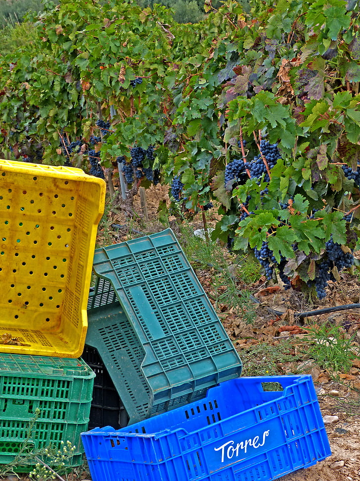 vīnogu novākšanas, vīna dārzu, kastes, vīnogulāju, oktobris, vīns, grozs