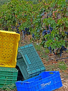 vīnogu novākšanas, vīna dārzu, kastes, vīnogulāju, oktobris, vīns, grozs