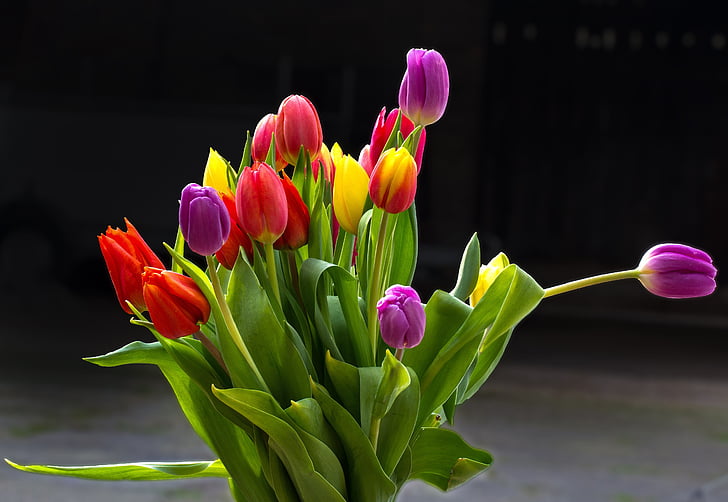 tulipány, kvety, rezané kvety, letné kvety, farebné, kvet, ružová farba