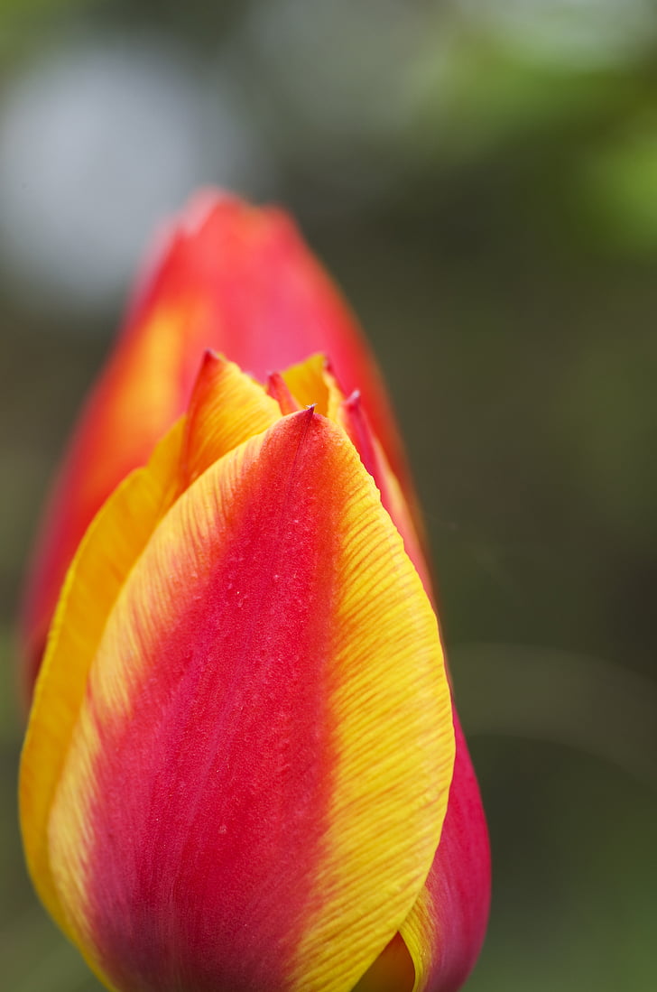 Tulip, punane, kollane, oranž, tulekahju, kevadel, lilled