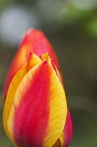 Tulipan, czerwony, żółty, pomarańczowy, ogień, wiosna, kwiaty