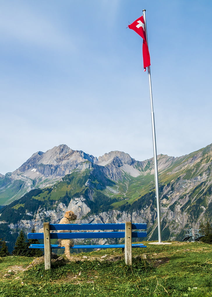 Προβολή, βουνά, Τράπεζα, Ελβετία, σημαία, σκύλος, τοπίο