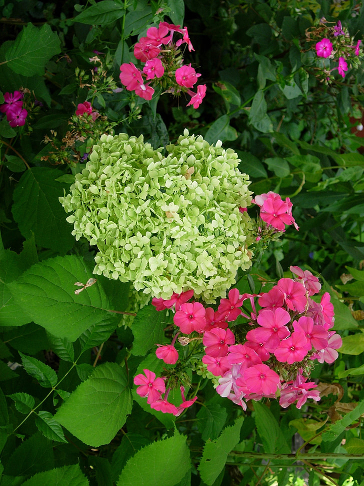 hortenzija, Phlox, šarene, bijeli, roza, biljka, cvijet