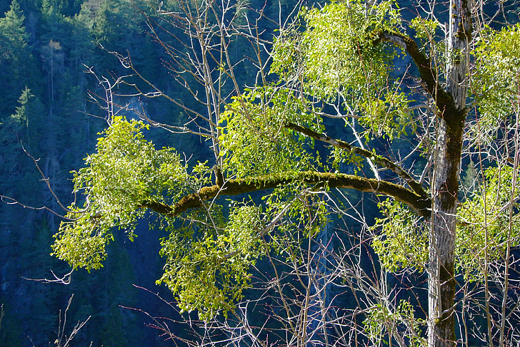 nature, tree, spring, forest in the pitztal valley, mistletoe