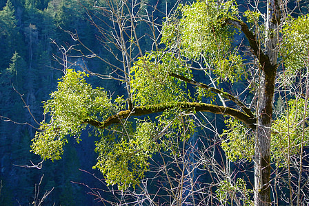 Природа, дерево, Весна, леса в долине Питцталь, Омела