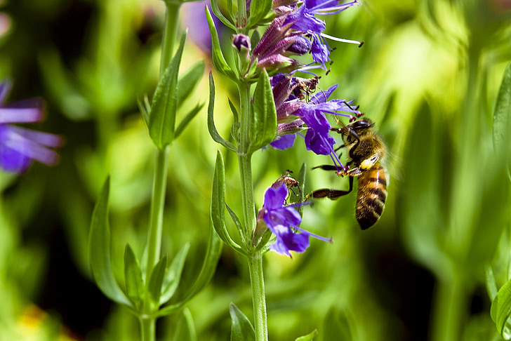 Pszczoła, hyzop lekarski, kwiat, fioletowy