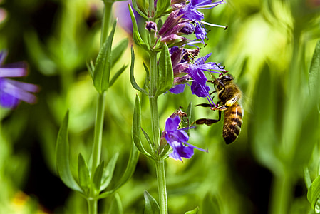 蜜蜂, 牛, 花, 紫色