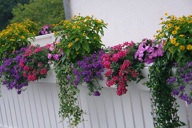 balkón rastliny, kvitnúce rastliny, letné, slnko