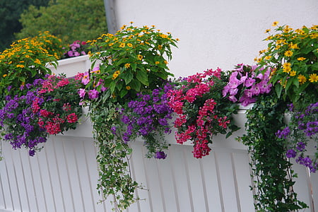 balkon planter, dækfrøede planter, sommer, solen