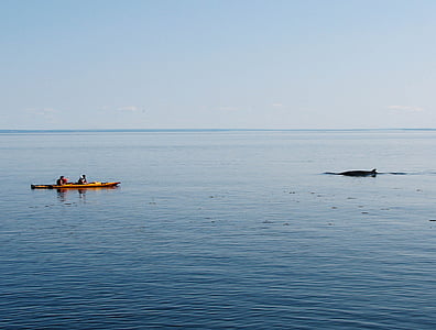 balena, kayak, natura, Marine, guardando, kayak, Tadoussac
