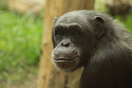 aap, chimpansee, dierentuin, dier, glimlach, dieren in het wild, zoogdier