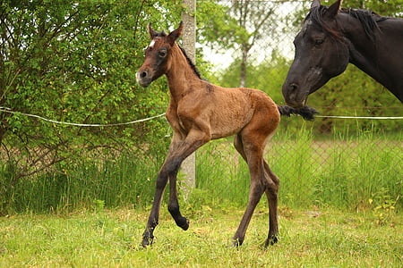 horse, foal, brown mold, suckling, gallop, thoroughbred arabian, pasture