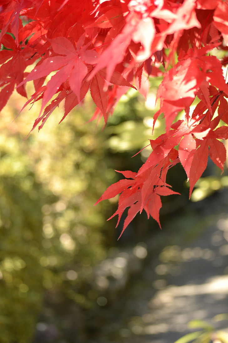 autumnal leaves, maple, agano