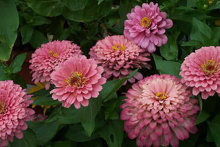 flor, Zinnia, Rosa, natura, planta, l'estiu, color rosa