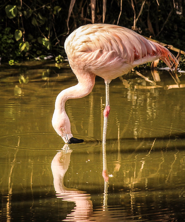 Flamingo, wading bird, roze veren, vogel, vleugels, veer, dieren in het wild