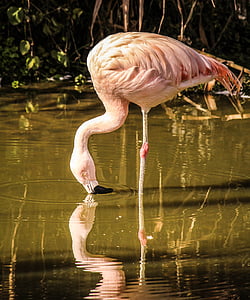 Flamingo, wading putns, rozā spalvām, putns, spārni, spalva, savvaļas dzīvnieki