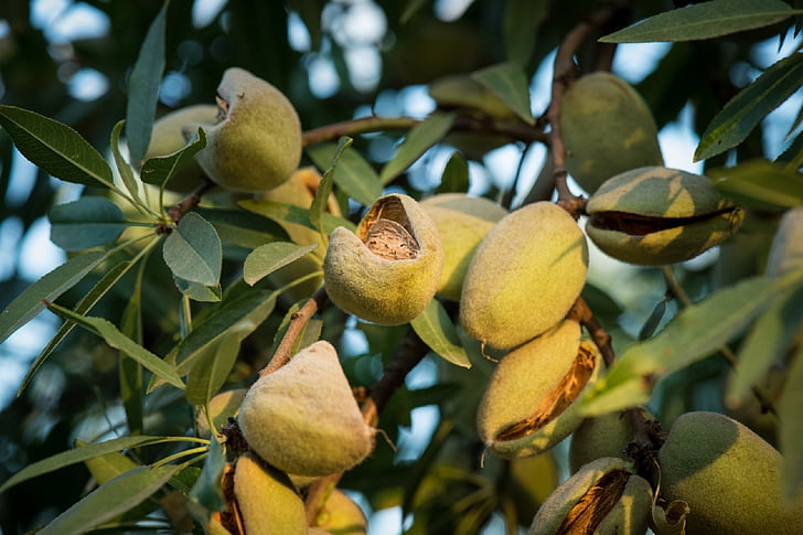 almonds, tree, growing, branch, agriculture, crop, fruit