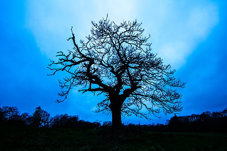strom, silueta, ve večerních hodinách, Wales, borovice, modrá, krajina