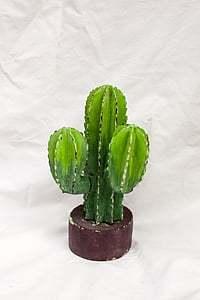 cactus, cactus, natura, verd, espina, agulla, Espinosa