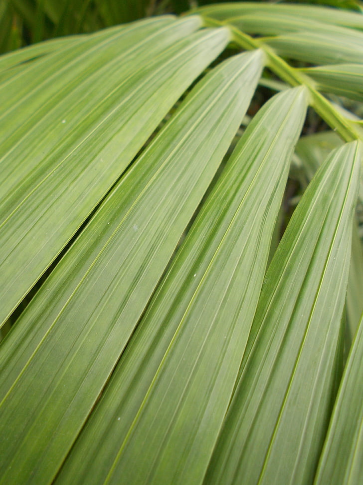 sheet, green, stripes, plant, nature, tropical