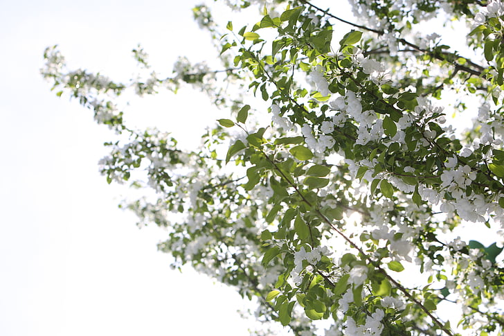 balta, žydinčios japoniškos sakuros, medžiai, filialai, Gamta, filialas, medis