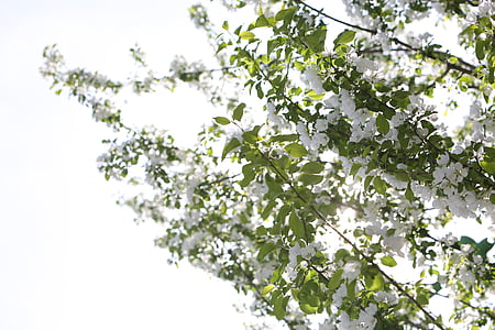 white, cherry blossoms, trees, branches, nature, branch, tree