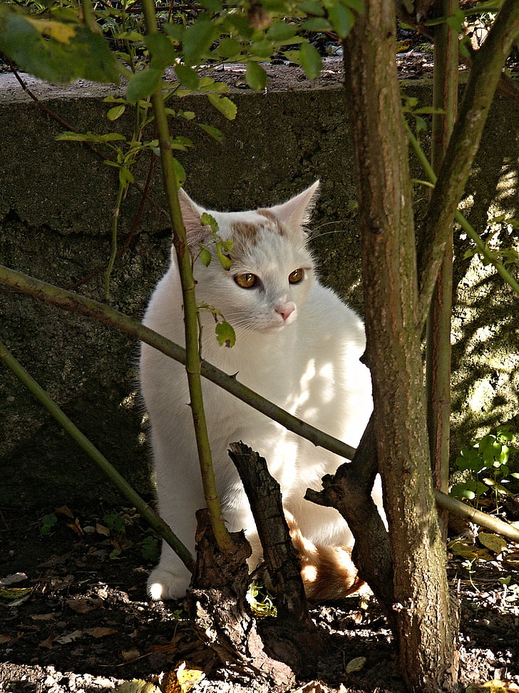 mačka, bijeli, kuka, grm, svjetlo, sjena, beton