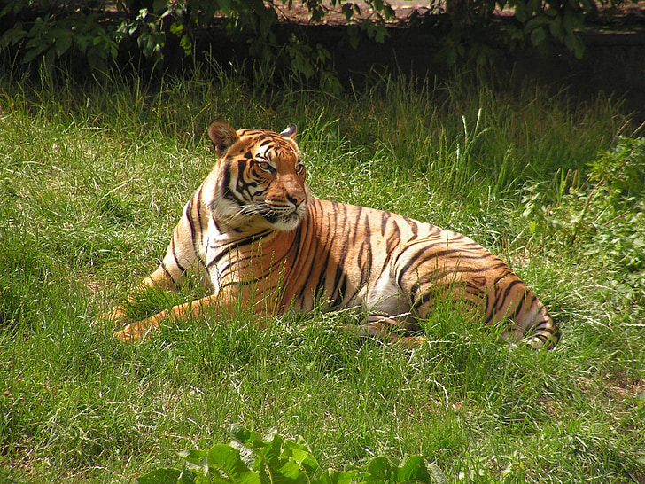 tiger, body, grass, zoo, beast, cat