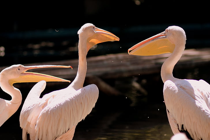pelican, birds, three, white, water