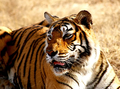 タイガー, インド, 野生動物, ベンガル, 野生, 自然, アジア