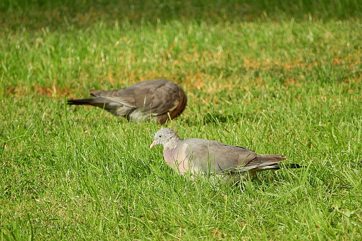 holub hrivnák, Columba palumbus, v tráve, vták v tráve, holub