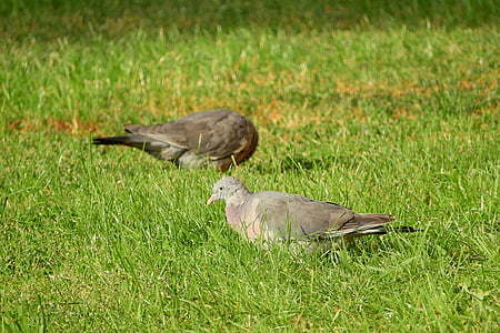 porumbelul lemn comune, Columba palumbus, în iarbă, o pasăre în iarbă, porumbelul