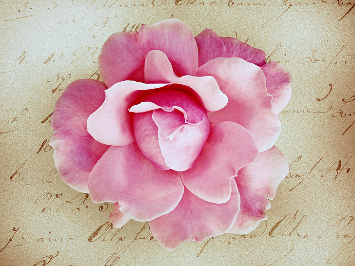 flower, rose, pink, stationery, greeting card, retro look, backgrounds