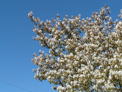 Star magnolie, Magnolia stellata, puu, Bush, Magnolia, magnoliengewaechs, Magnoliaceae
