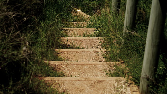 steps, stairs, grass, walkway, nature, walk, person