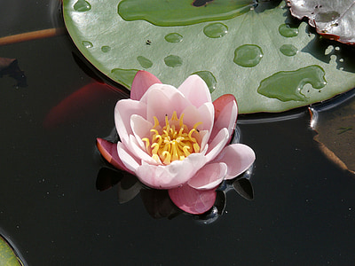 water lily, flower, pond, water, rose
